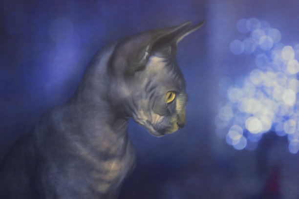斯芬克斯猫，棕色鲭斑纹黄眼睛，蓝色散斑光图片下载