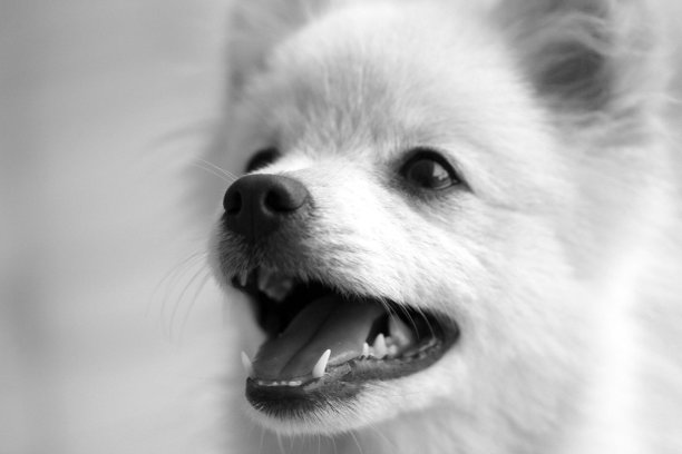 毛茸茸的图片下载