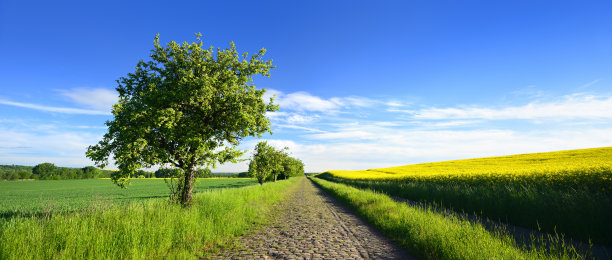 苹果树沿着老鹅卵石路穿过田野景观在春天素材图片