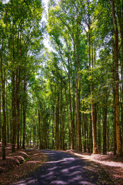 树林间的路图片下载