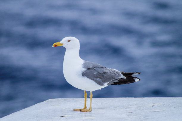 海鸥栖息在地中海的一艘船上图片下载