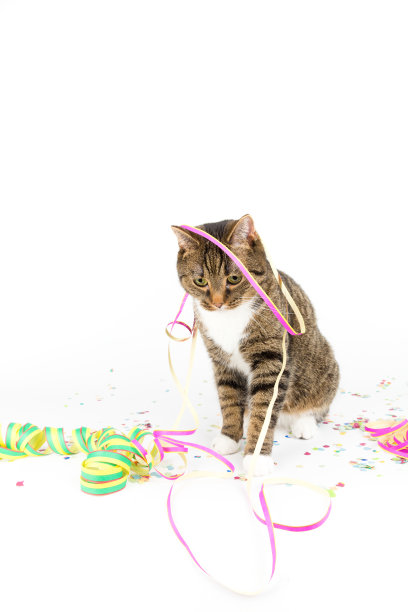 方的猫图片下载