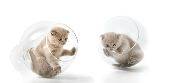 苏格兰垂耳猫图片下载