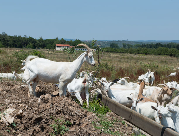 山羊在农场图片下载