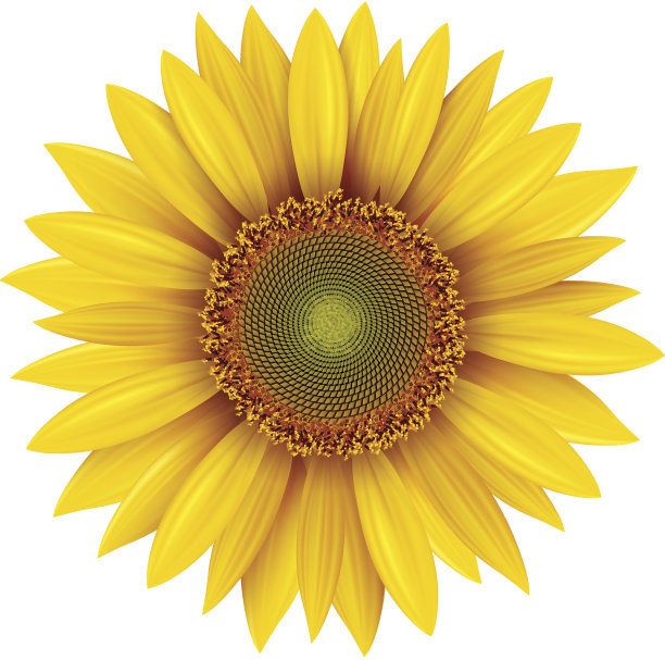向日葵素材图片