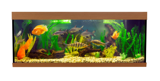 有热带鱼的长方形大水族箱图片下载