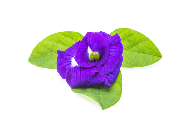 白色背景上有叶子和种子的蝴蝶豌豆图片下载