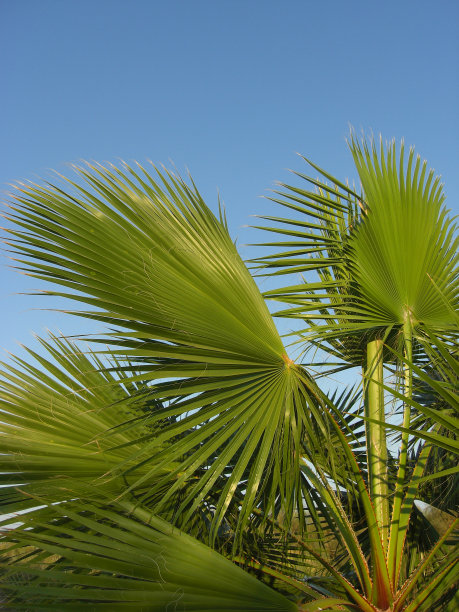 地中海夏季绿色棕榈树图片下载