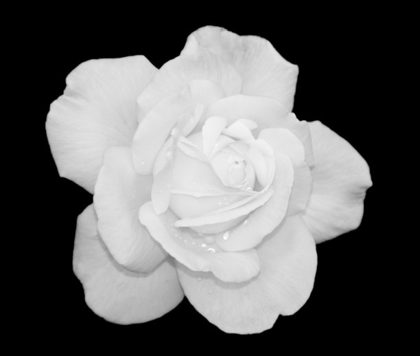 白玫瑰图片下载