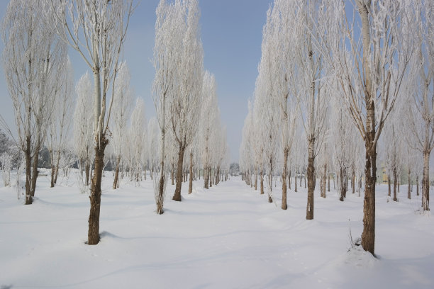 树粉雪和冬天图片下载