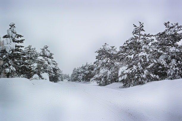 松树粉雪和冬天图片下载