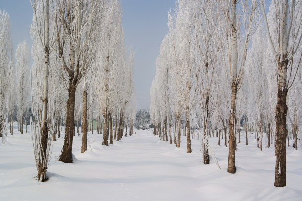 树粉雪和冬天图片下载