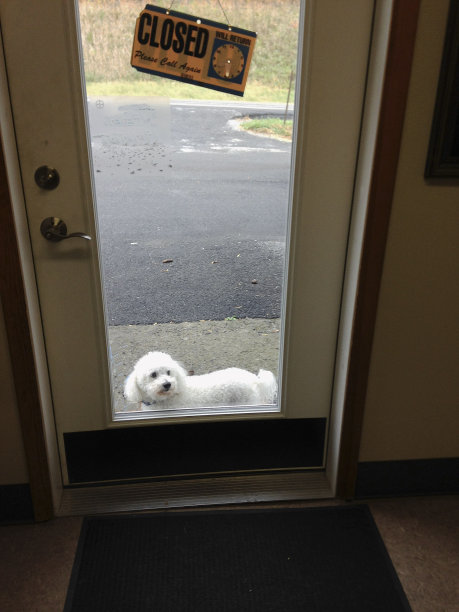 狮子狗在外面等兽医图片下载