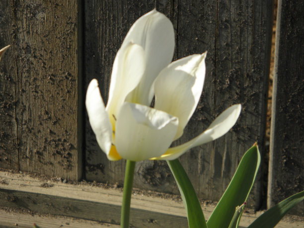 白色的郁金香,在春天。图片下载