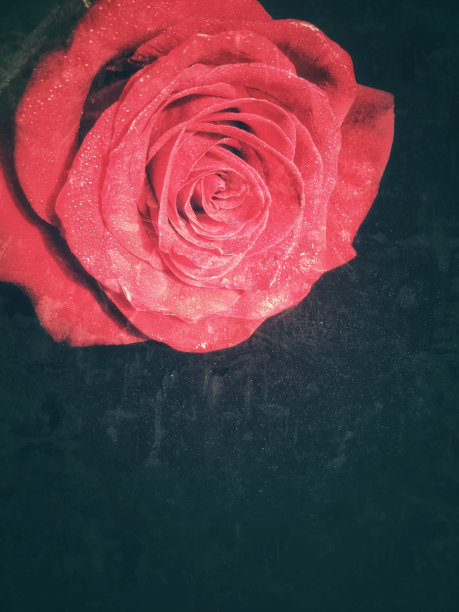 红玫瑰图片下载