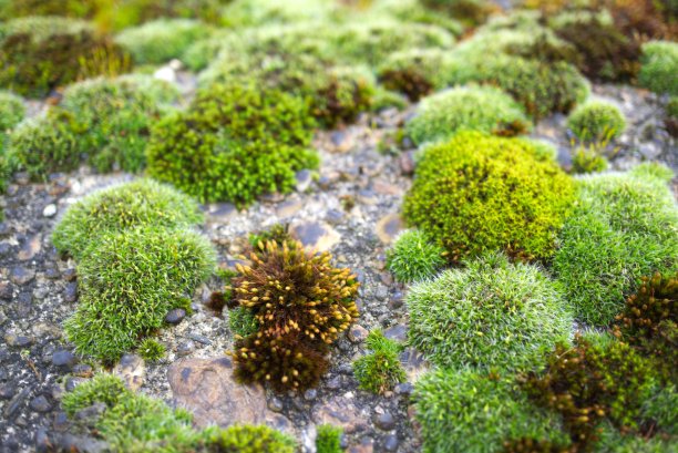 墙上的苔藓图片下载