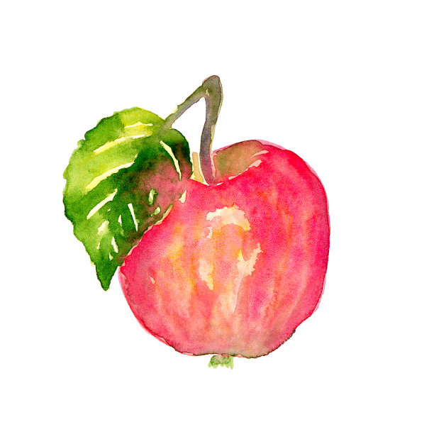 水彩红苹果在白色的背景图片下载