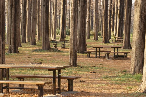 水杉树图片下载