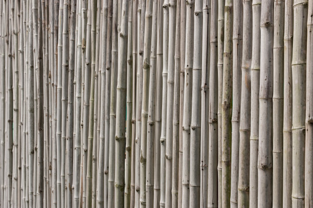 墙的竹子图片下载