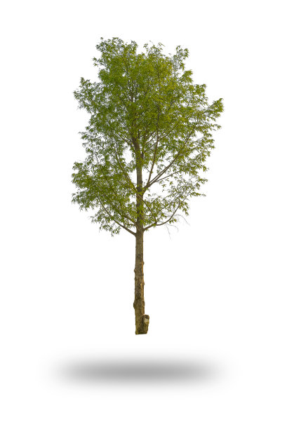 巨大的树孤立在白色图片下载