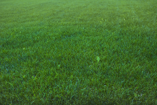 背景绿草图片下载