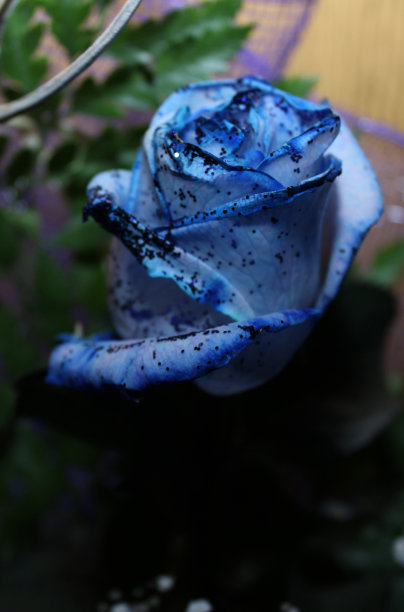 浪漫的蓝色玫瑰图片下载