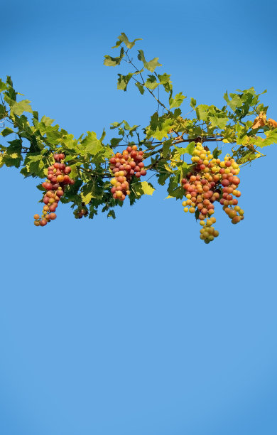 长在藤蔓上的葡萄图片下载