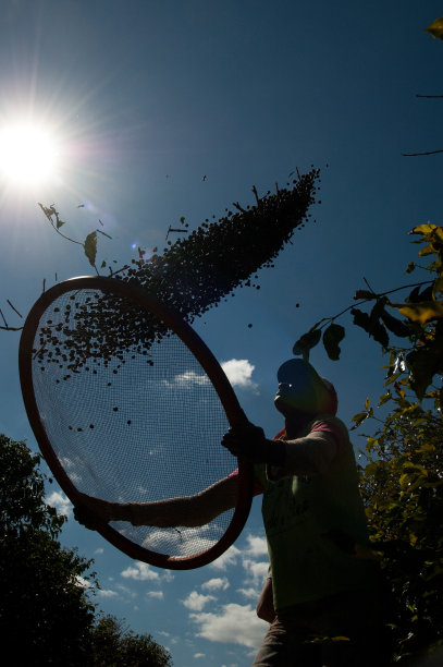 摘咖啡的农工图片下载