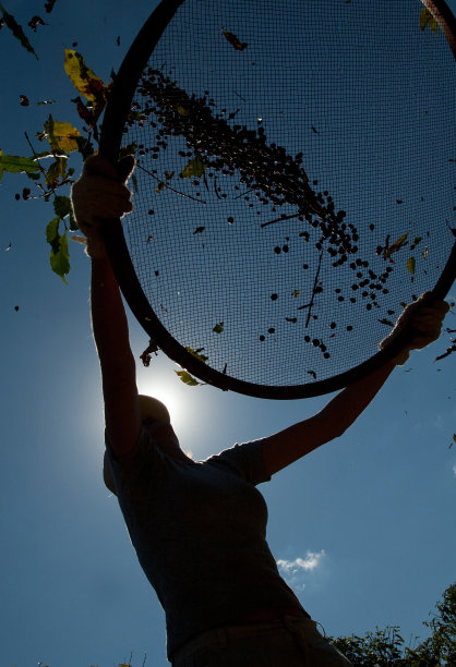 摘咖啡的农工图片下载
