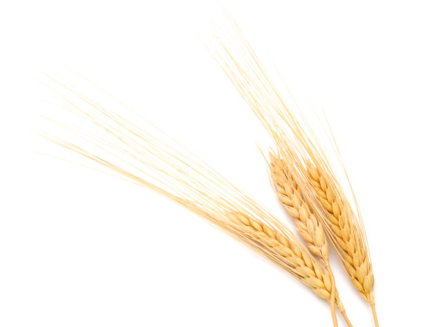 一串金黄色的麦穗图片下载