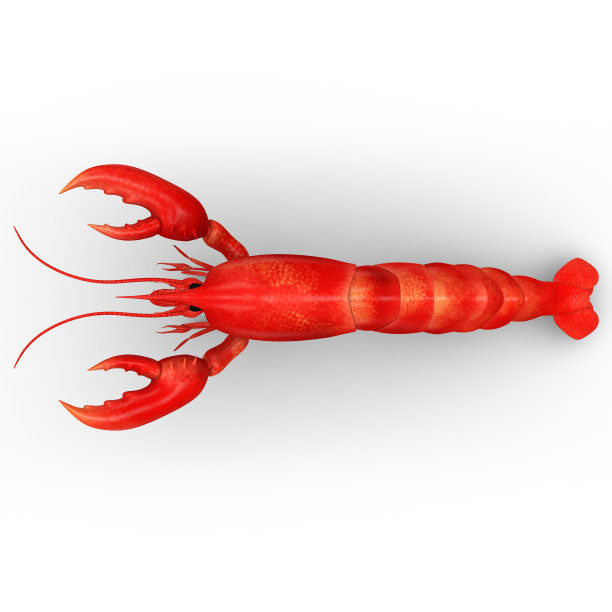 龙虾图片下载