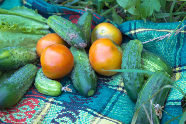 西红柿和黄瓜图片下载