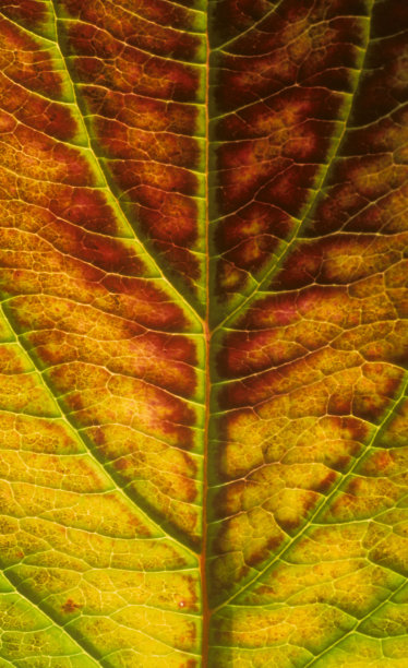 山茱萸叶图片下载