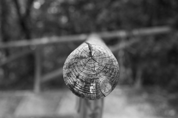 树碉堡。图片下载