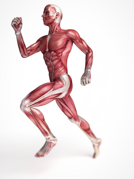 男性的肌肉图片下载