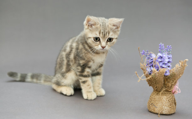 英国小猫咪大理石颜色和花朵图片下载