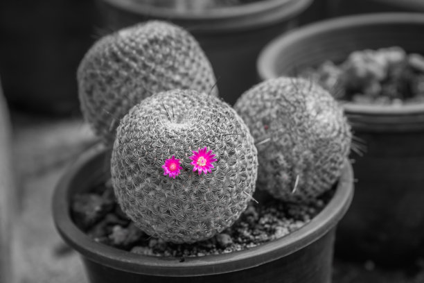 仙人掌上有粉红色的花图片下载