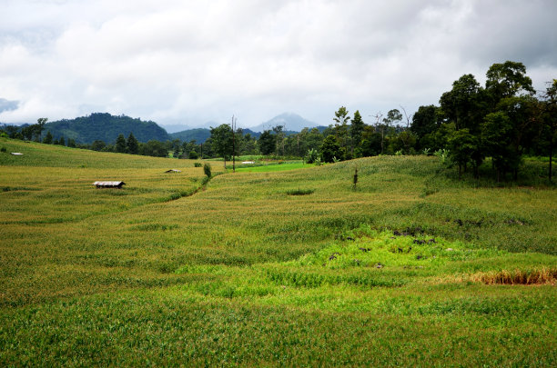 玉米田图片下载