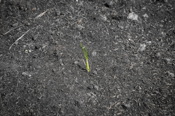 土壤中的小植物图片下载