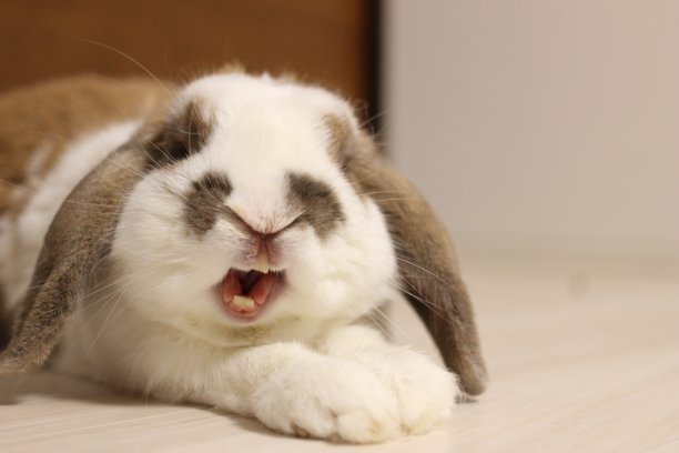 打哈欠的兔子图片下载