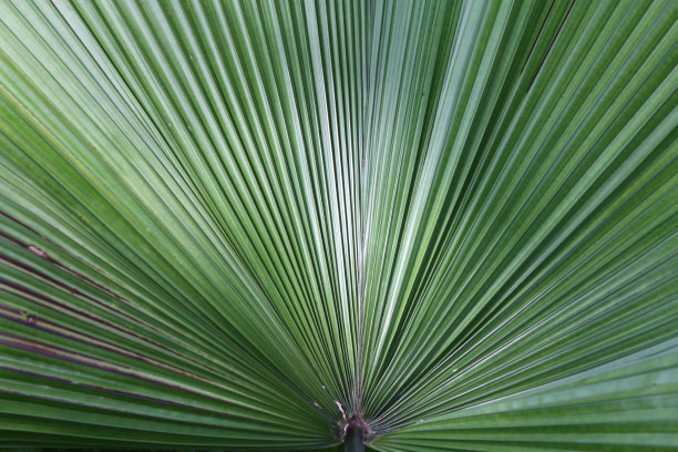 棕榈叶图片下载