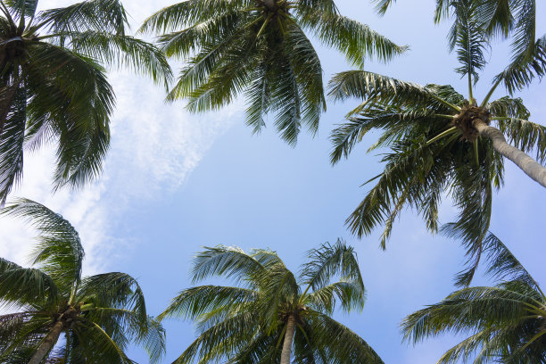 椰子树图片下载