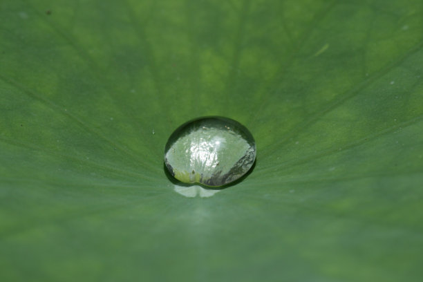 荷花上的水滴图片下载