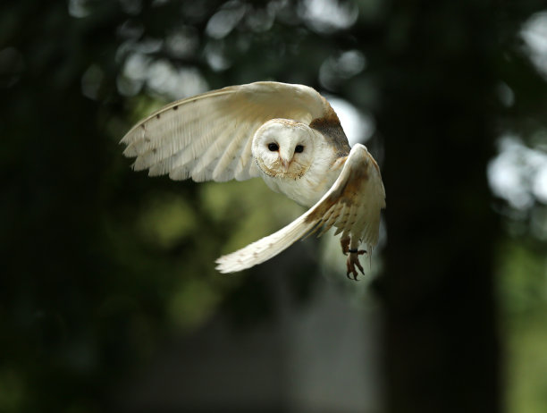 精品枭素材图片