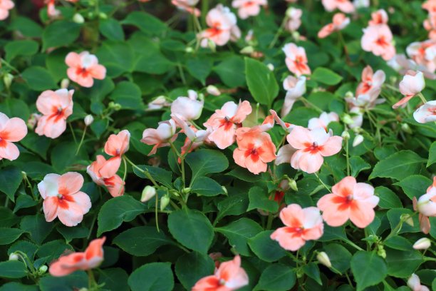 忙碌的莉齐花，凤仙花图片下载