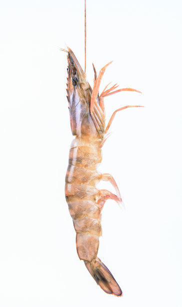 冷冻虾孤立在白色背景图片下载