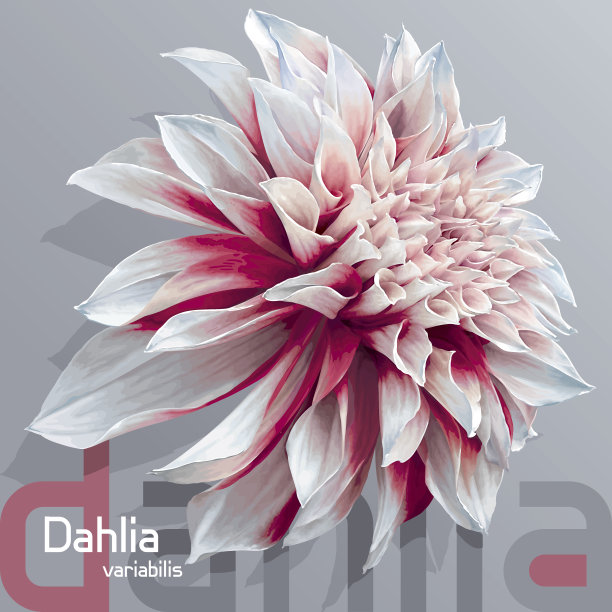 红白花园大丽图片下载