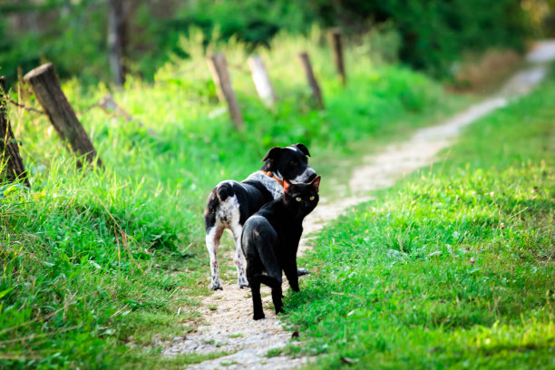狗和猫图片下载