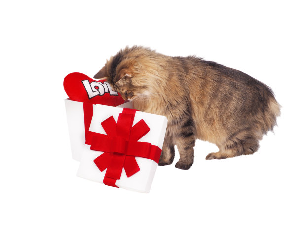 猫关于白色的礼物与红色的心图片下载