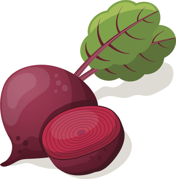 甜菜孤立在白色上。矢量图图片下载